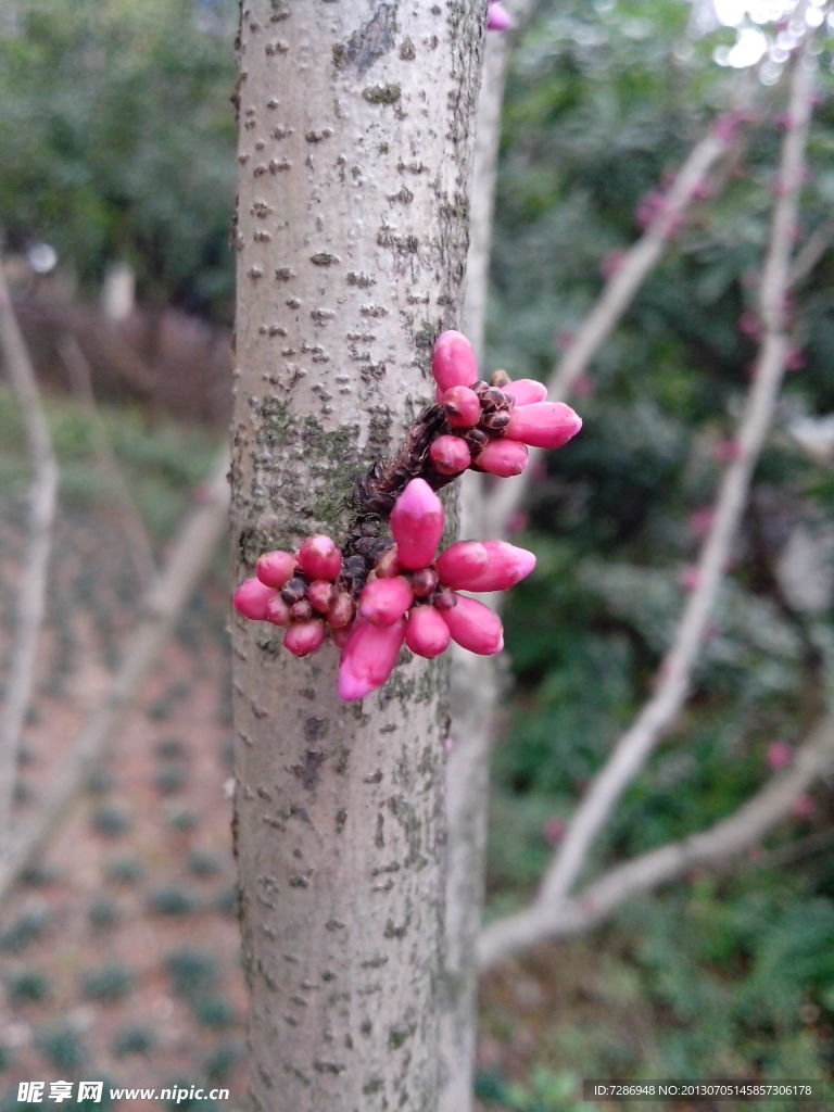 花蕾
