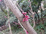 花蕾