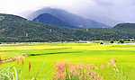 稻田