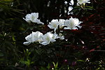 白色杜鹃花
