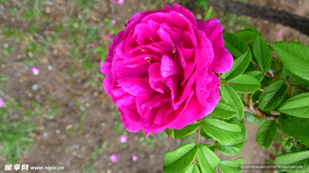 粉色玫瑰花