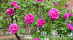 粉色玫瑰花