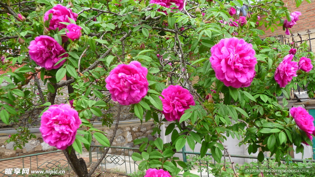粉色玫瑰花