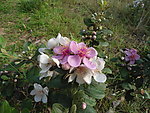 野山花
