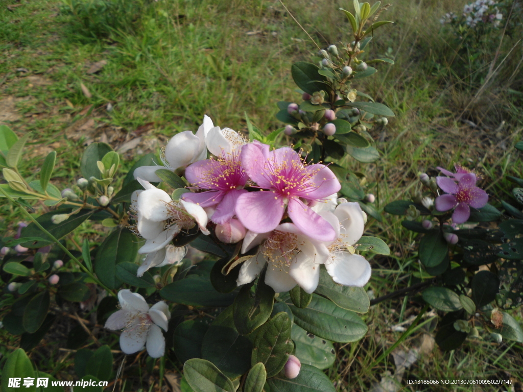 野山花