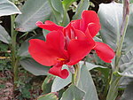 漂亮野花