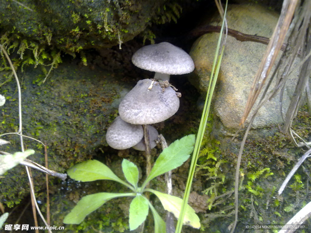 香菇 茵类