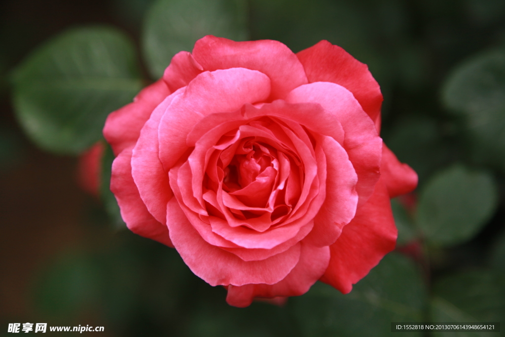 月季花