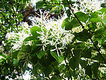 白花树