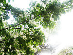 白花树