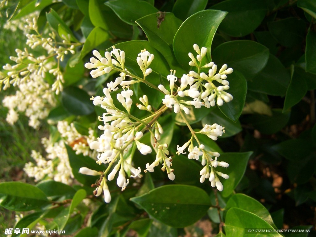白花枝