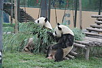 大熊猫 竹叶 两个