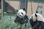 大熊猫 竹叶 两个