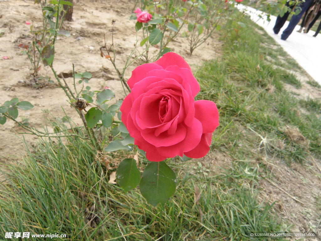 玫瑰花