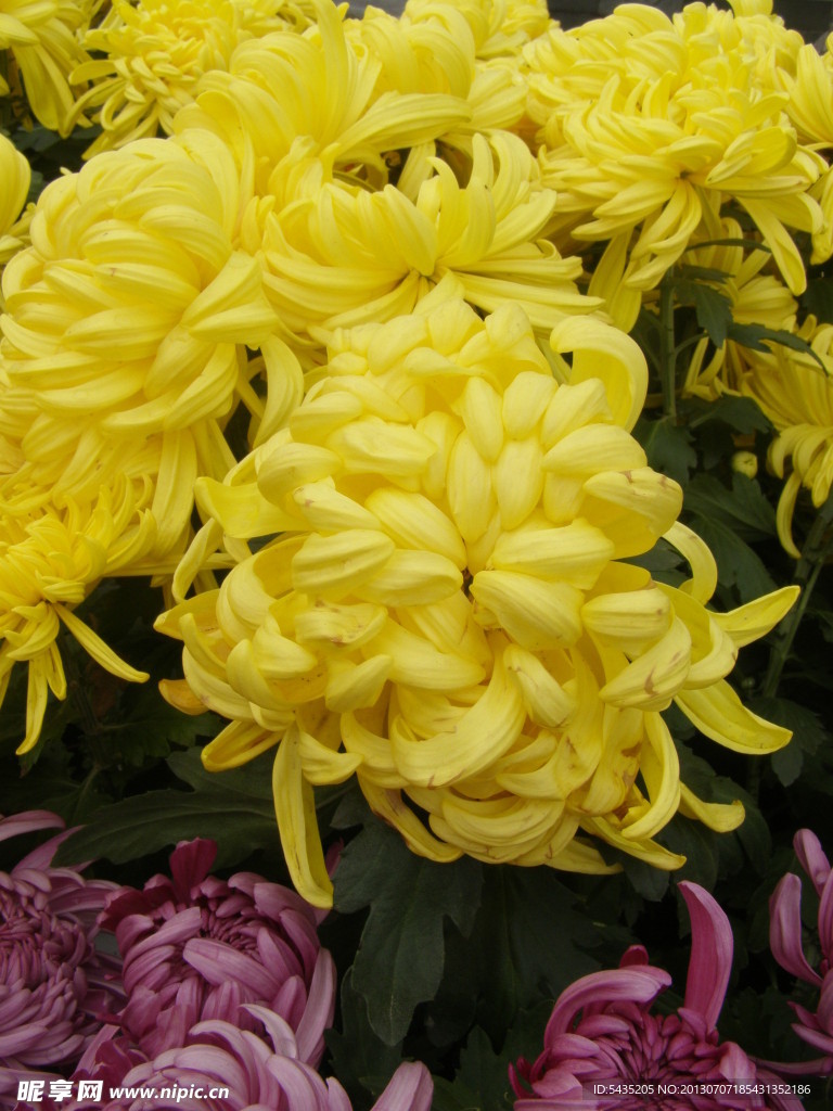 菊花