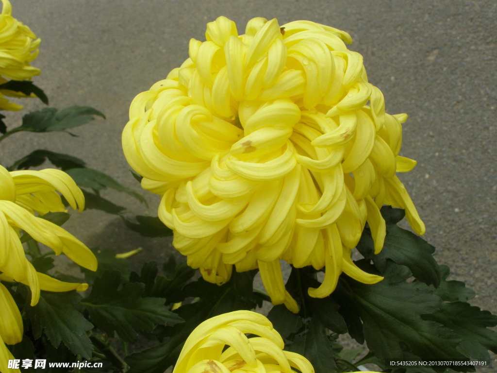 菊花