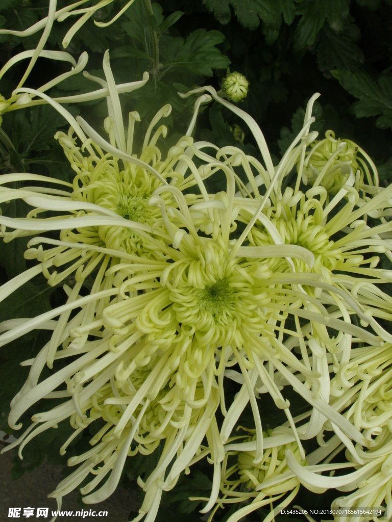 菊花
