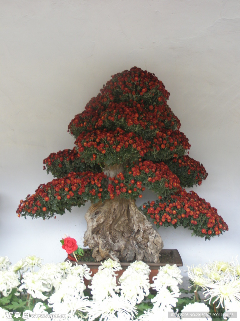 菊花