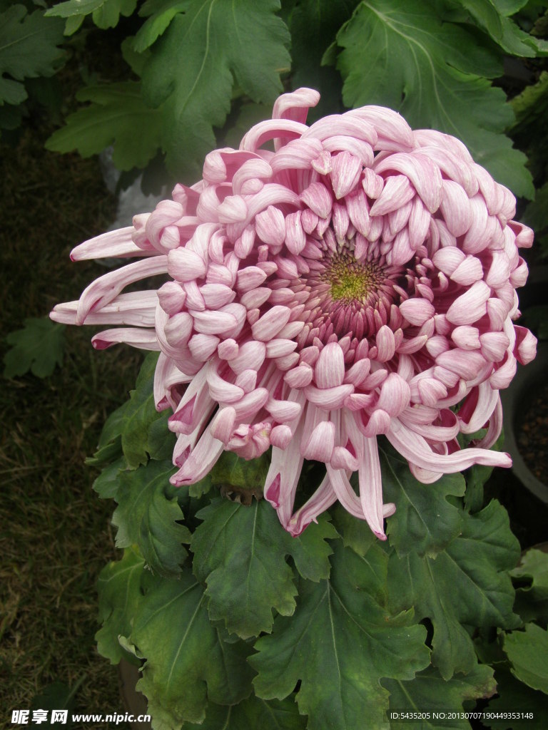菊花