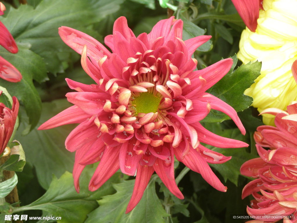 菊花