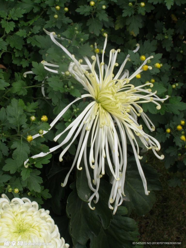 菊花