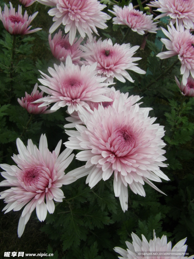菊花