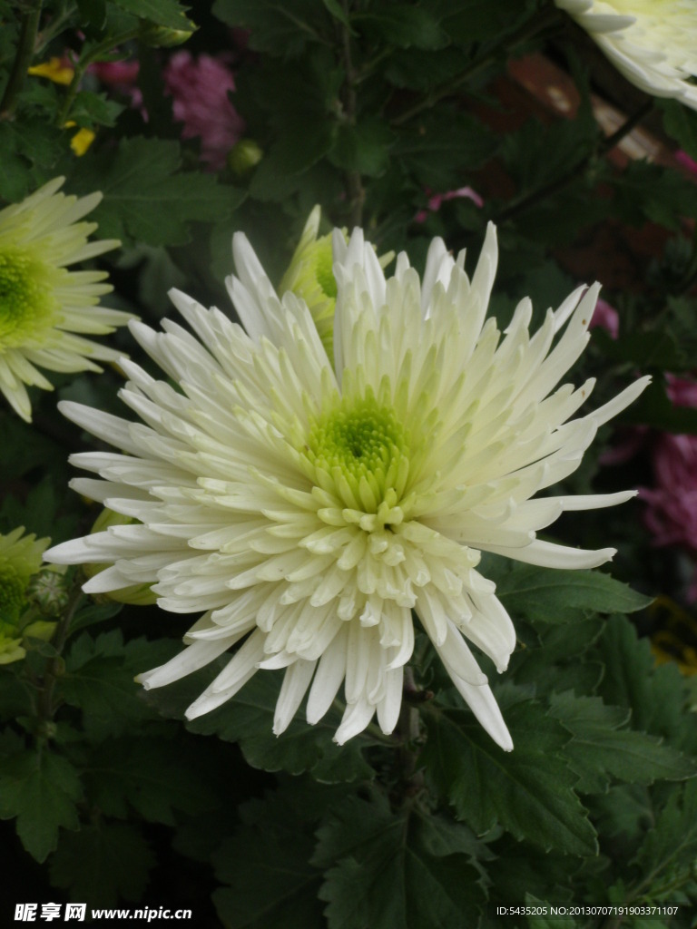 菊花