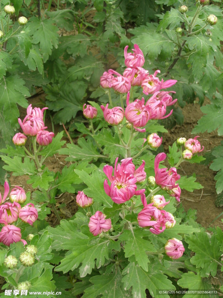 菊花