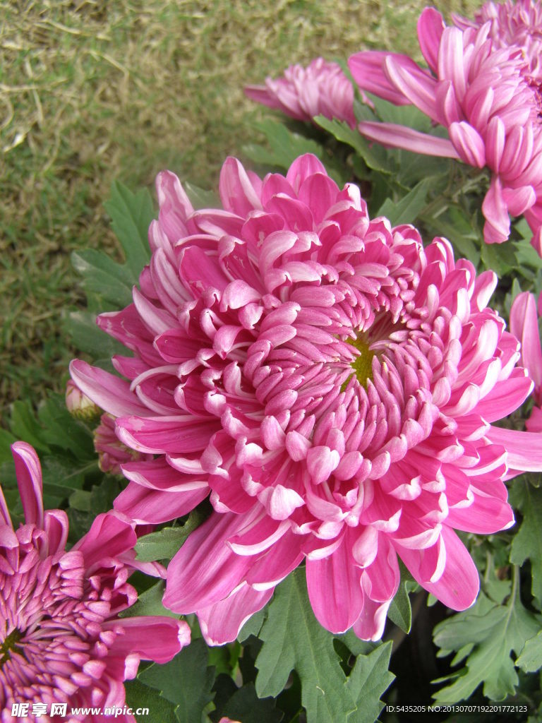 菊花