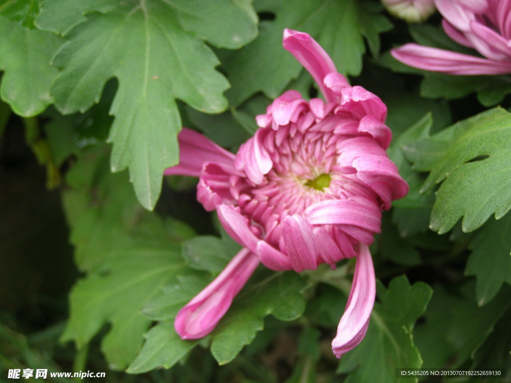 菊花