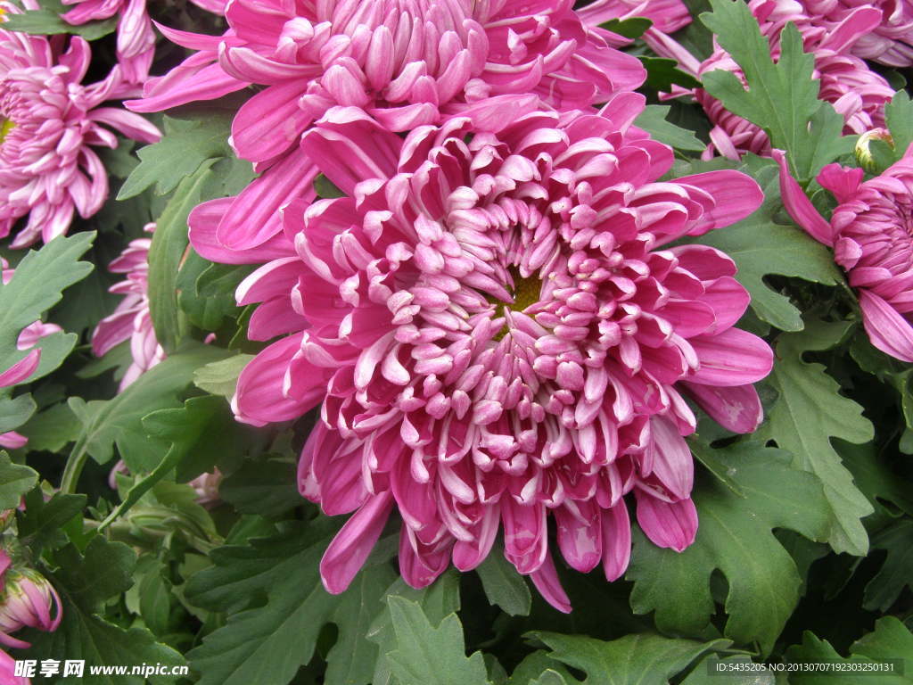 菊花
