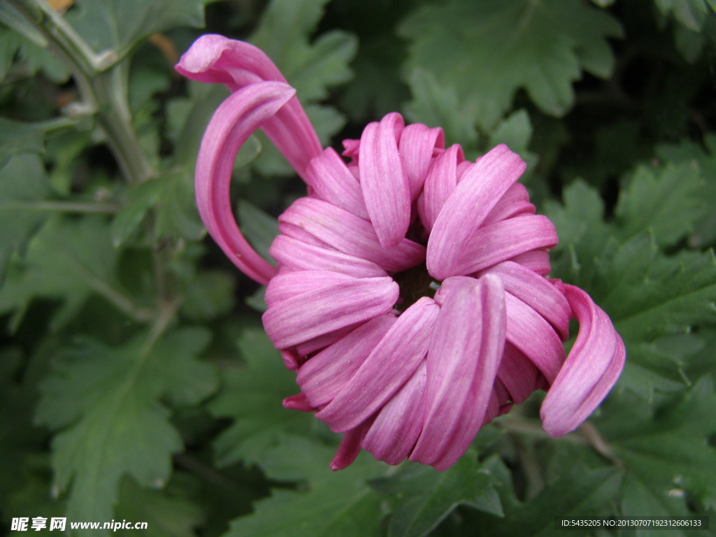 菊花