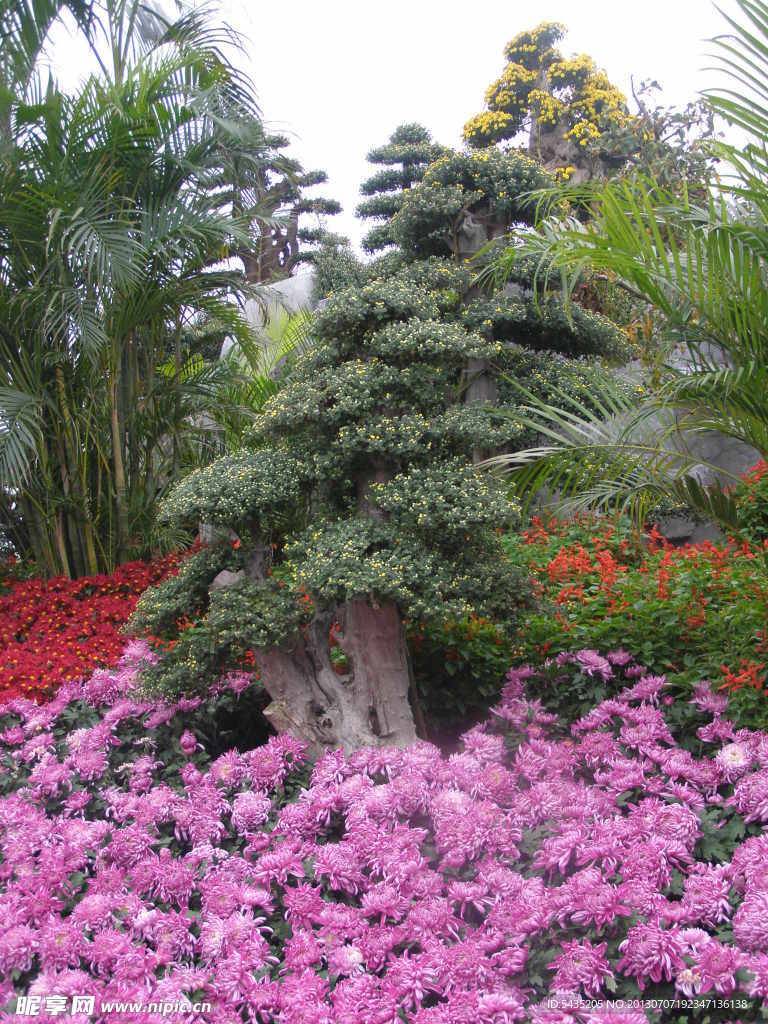 菊花