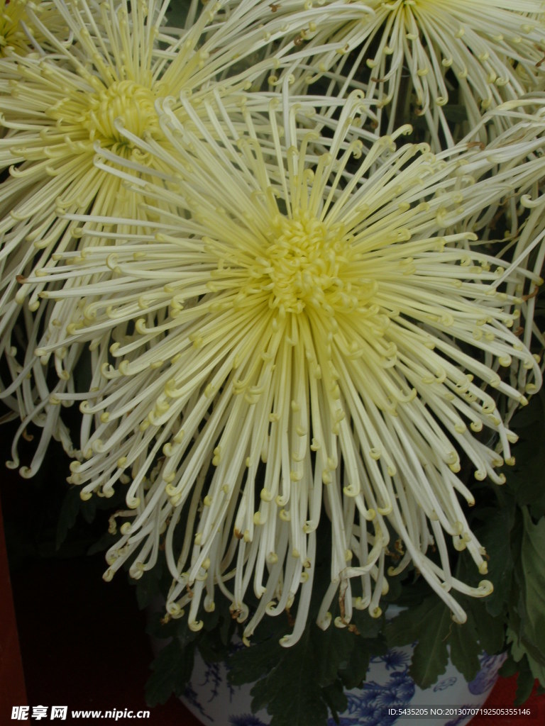菊花