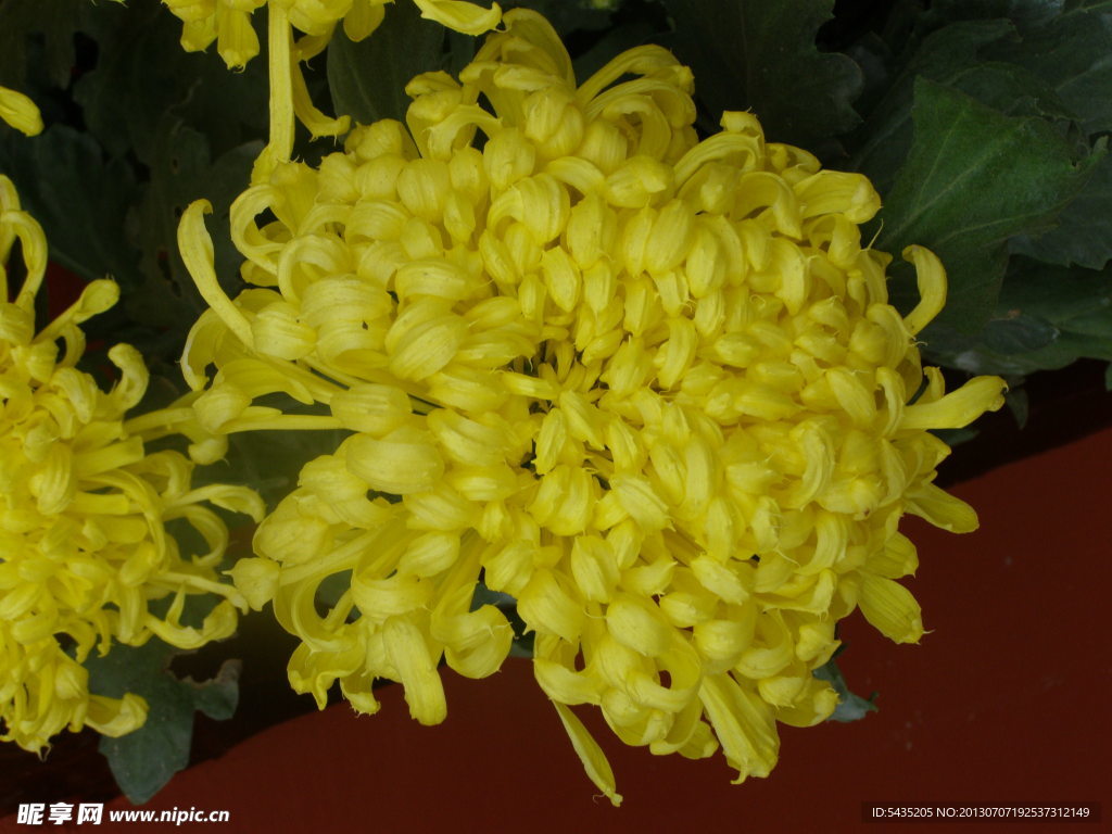 菊花