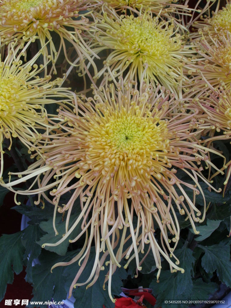 菊花