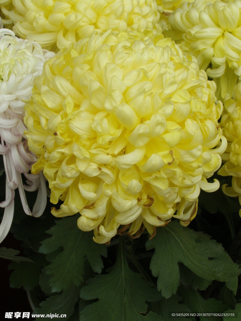 菊花