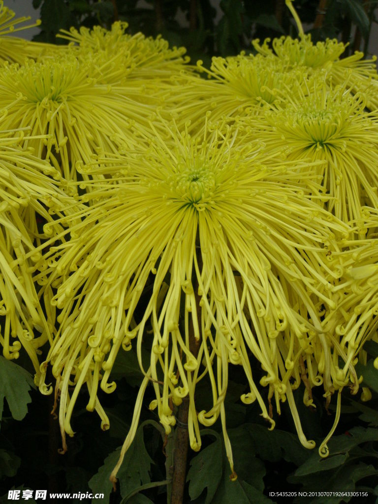 菊花