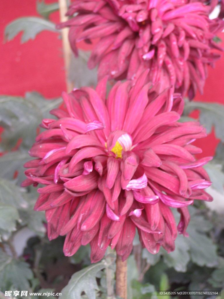 菊花