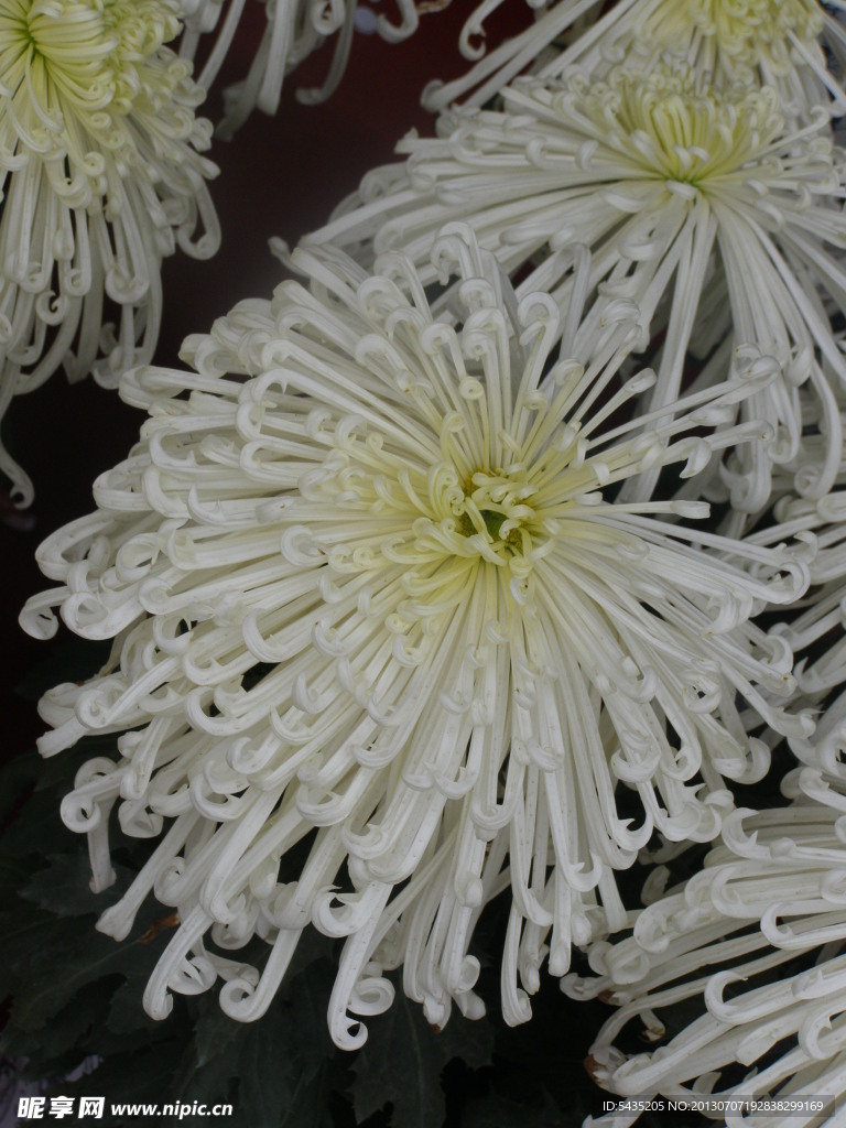 菊花