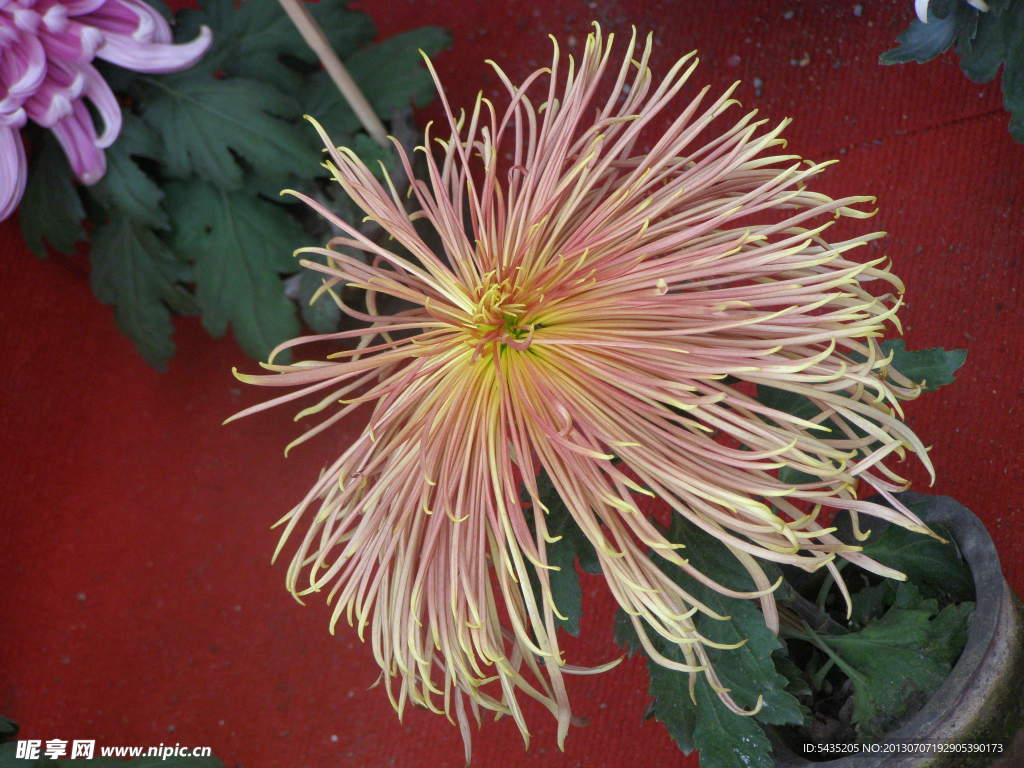 菊花