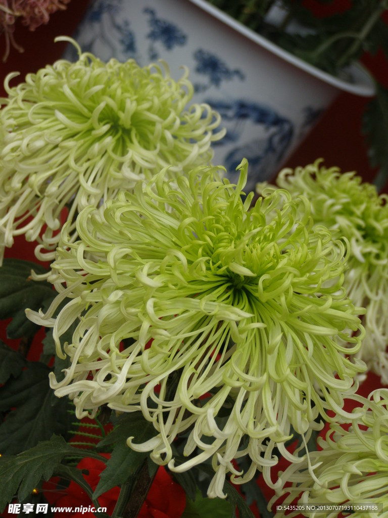 菊花