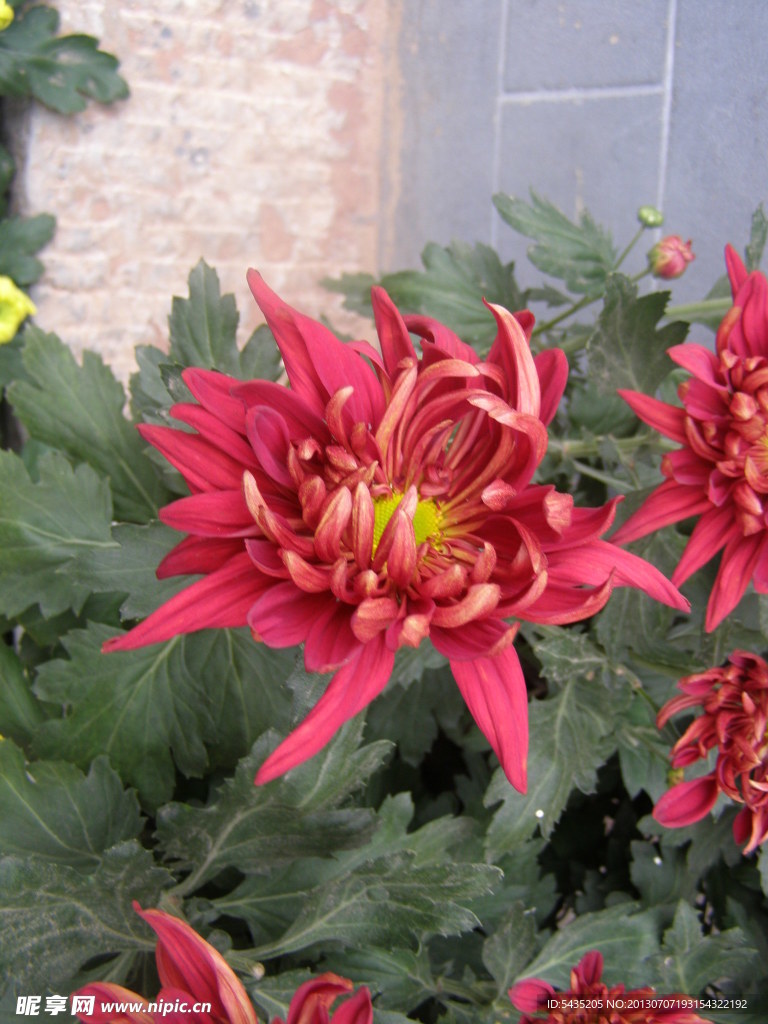 菊花