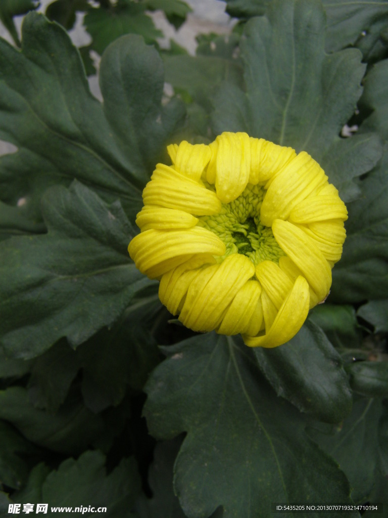 菊花