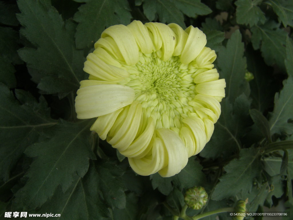菊花