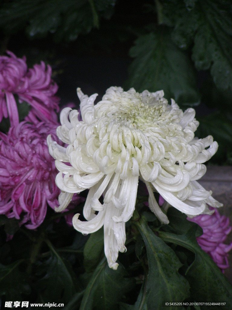 菊花