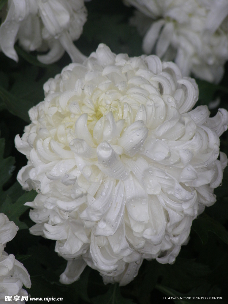 菊花