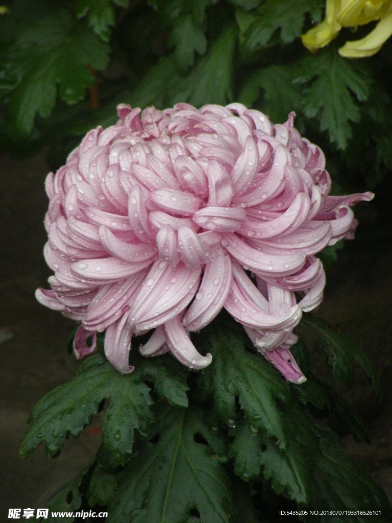 菊花