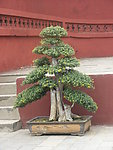 盆景菊花