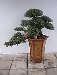 盆景菊花